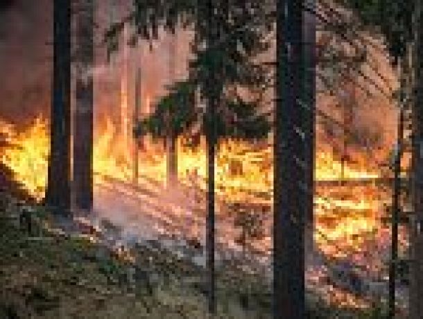 Incendios forestales en la carretera